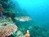 great_barrier_reef_101
