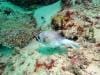 great_barrier_reef_102