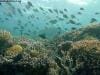 great_barrier_reef_104