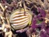 great_barrier_reef_108