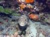 great_barrier_reef_110