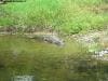 hartleys_crocodile_adventures_008