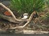 hartleys_crocodile_adventures_011
