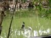 hartleys_crocodile_adventures_023