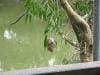 hartleys_crocodile_adventures_025