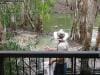hartleys_crocodile_adventures_026