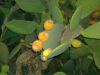 insel_gozo_33