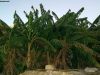 insel_gozo_34