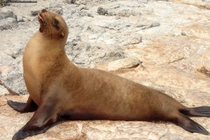 Insel Plaza Sur, Galapagos