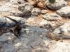 insel-plaza-sur_sea-finch_galapagos_14