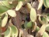 insel-plaza-sur_sea-finch_galapagos_23