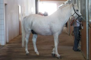 Lipizzaner, Heldenberg