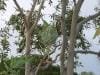 lizard_island_australia_020