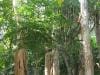 palm_cove_australia_002