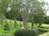 palm_cove_australia_020