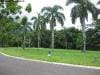 palm_cove_australia_024