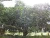 royal_botanic_garden_sydney_010