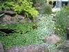 royal_botanic_garden_sydney_014