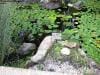 royal_botanic_garden_sydney_016