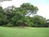 royal_botanic_garden_sydney_018