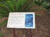 royal_botanic_garden_sydney_019