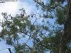 royal_botanic_garden_sydney_021