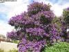 royal_botanic_garden_sydney_031