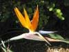 royal_botanic_garden_sydney_041