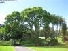 royal_botanic_garden_sydney_044