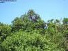 royal_botanic_garden_sydney_051