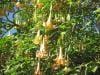 royal_botanic_garden_sydney_052