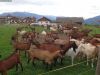 mx5_muehlbach_2k17_094