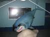 sydney_aquarium_002
