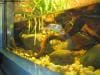 sydney_aquarium_003