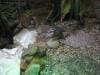 sydney_aquarium_006