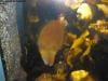 sydney_aquarium_007