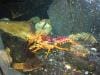 sydney_aquarium_009