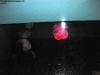 sydney_aquarium_010