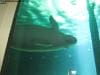 sydney_aquarium_012