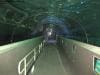 sydney_aquarium_013