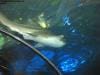 sydney_aquarium_015