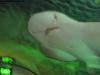 sydney_aquarium_016