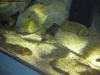 sydney_aquarium_017