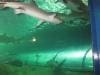 sydney_aquarium_019