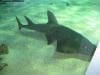 sydney_aquarium_020