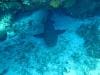 tauchen_cozumel_027