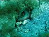 tauchen_gozo_08