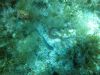 tauchen_gozo_15