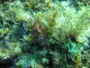 tauchen_gozo_28
