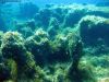 tauchen_gozo_31